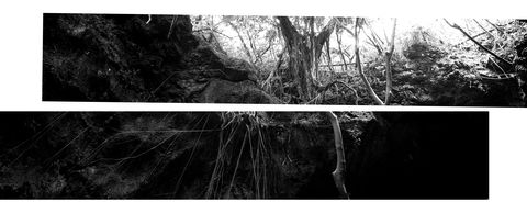 Nature, Branch, Vegetation, Monochrome, Photograph, Monochrome photography, Twig, Style, Black-and-white, Trunk, 