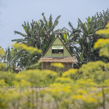a house in a field of plants