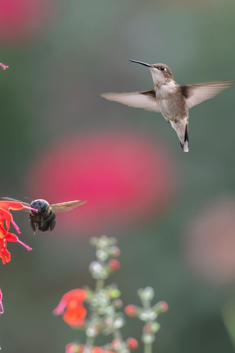Bird, Hummingbird, Beak, Rufous Hummingbird, Wing, Wildlife, Ruby-throated hummingbird, Pollinator, Plant, Flower, 