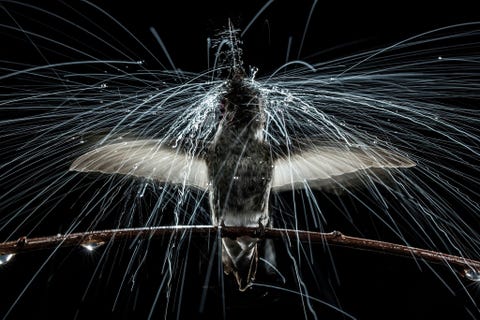 BERKELEY CALIFORNI VS  Waterdruppels schieten als komeetstaarten door de lucht doordat een Annakolibrie met razendsnel opeenvolgende bewegingen van zijn kop en romp een nagebootste plensbui van zich afschudt