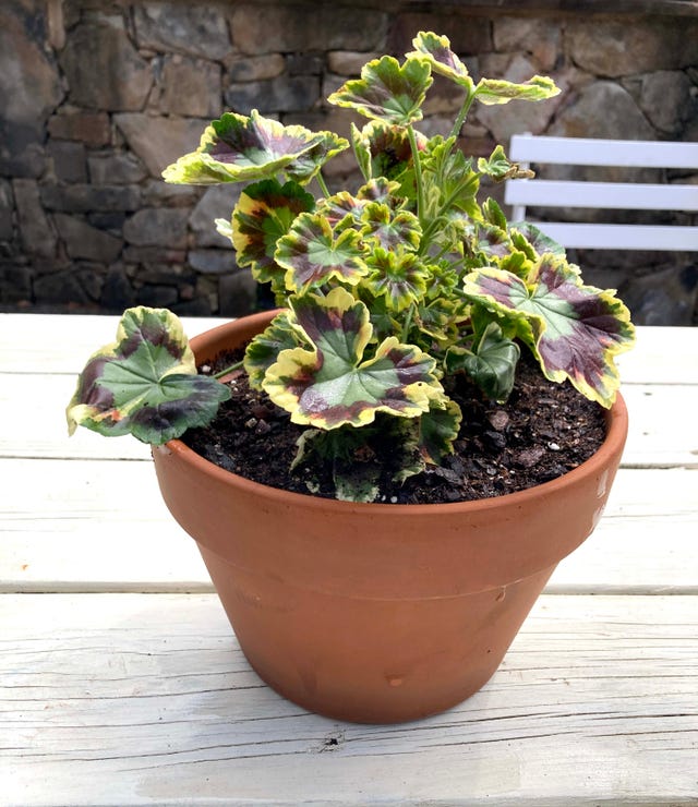 a tricolor geranium in a clean garden pot