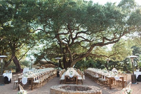 Tree, Woody plant, Plant, Adaptation, Table, Restaurant, Landscape, California live oak, Tourism, Ceremony, 