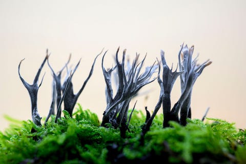 de geweizwam xylaria hypoxylon is gemakkelijk te vinden de soort groeit vooral op dode loofboomstronken en wordt hooguit zes centimeter hoog