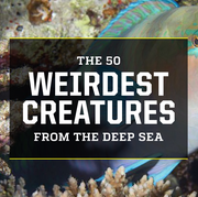 the 50 weirdest creatures from the deep sea
