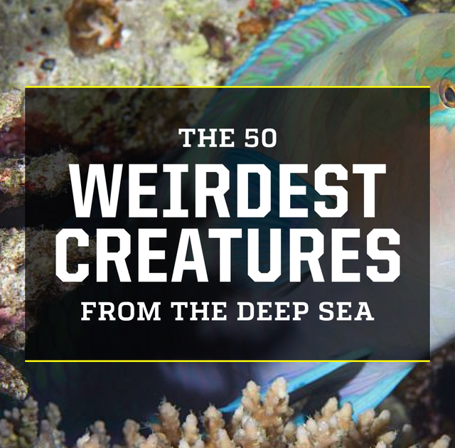These 50 Weird Deep Sea Creatures Will Blow Your Mind
