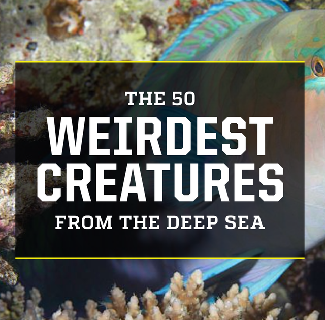 the 50 weirdest creatures from the deep sea