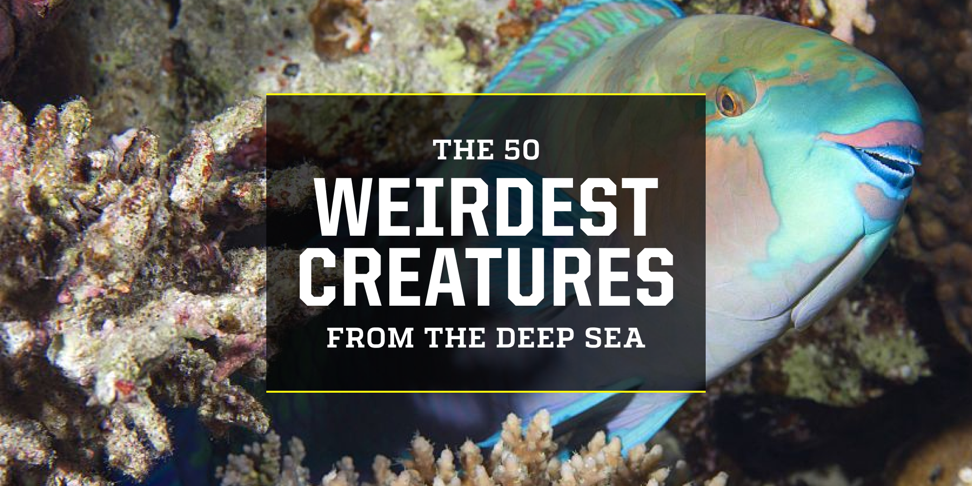 rarest sea animal in the world