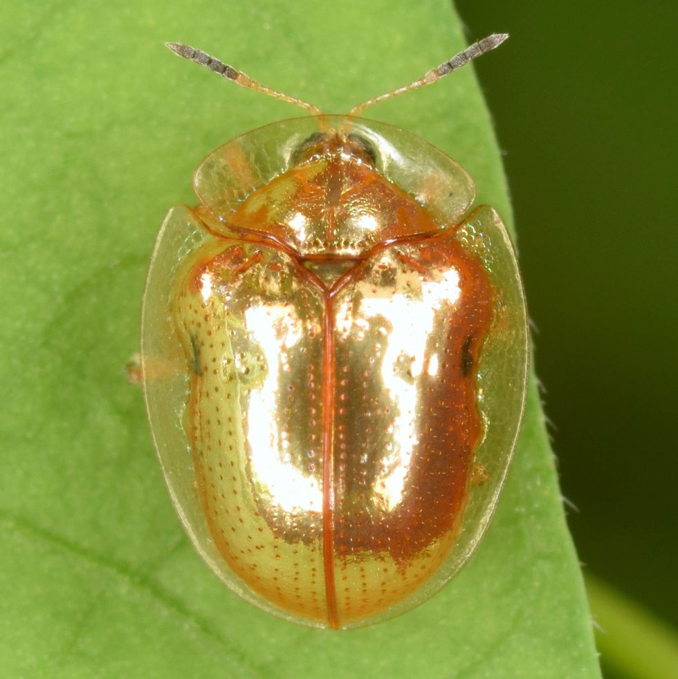 golden tortoise beetle charidotella sexpunctata