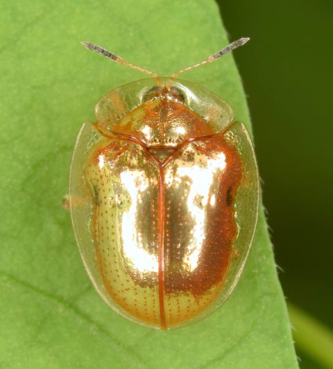 golden tortoise Ƅeetle charidotella ?ℯ?punctata