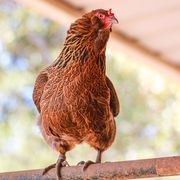 the pandemic has been a disaster for backyard chickens