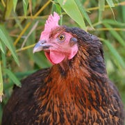 Readers Respond to Backyard Chickens readers respond to backyard chickens