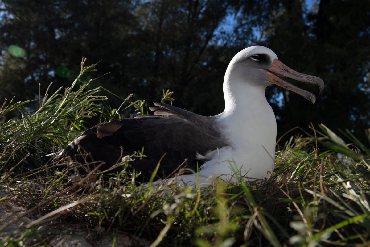 Wisdom die dit jaar 70 werd zit in november 2020 op haar ei in het Midway Atoll National Wildlife Refuge