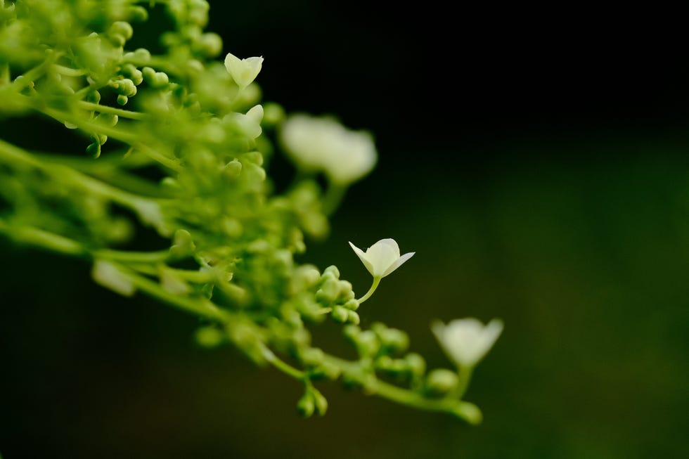 White flowers on a green stem against a dark background.