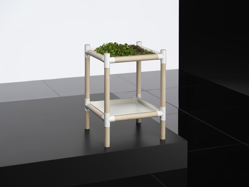 Display case, Table, Furniture, Shelf, Coffee table, Architecture, Glass, Houseplant, Shelving, Plant, 