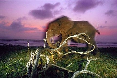 Een bosolifant loopt langs de kust in het zuidwesten van Gabon Rond de eeuwwisseling maakte ecoloog Michael Fay een ruim drieduizend kilometer lange reis door CentraalAfrika om de overgebleven gebieden met ongerepte wildernis in kaart te brengen De verbluffende beelden die fotograaf Nick Nichols maakte van de expeditie droegen bij aan het besluit van de Gabonese regering om in 2002 dertien nationale parken op te richten