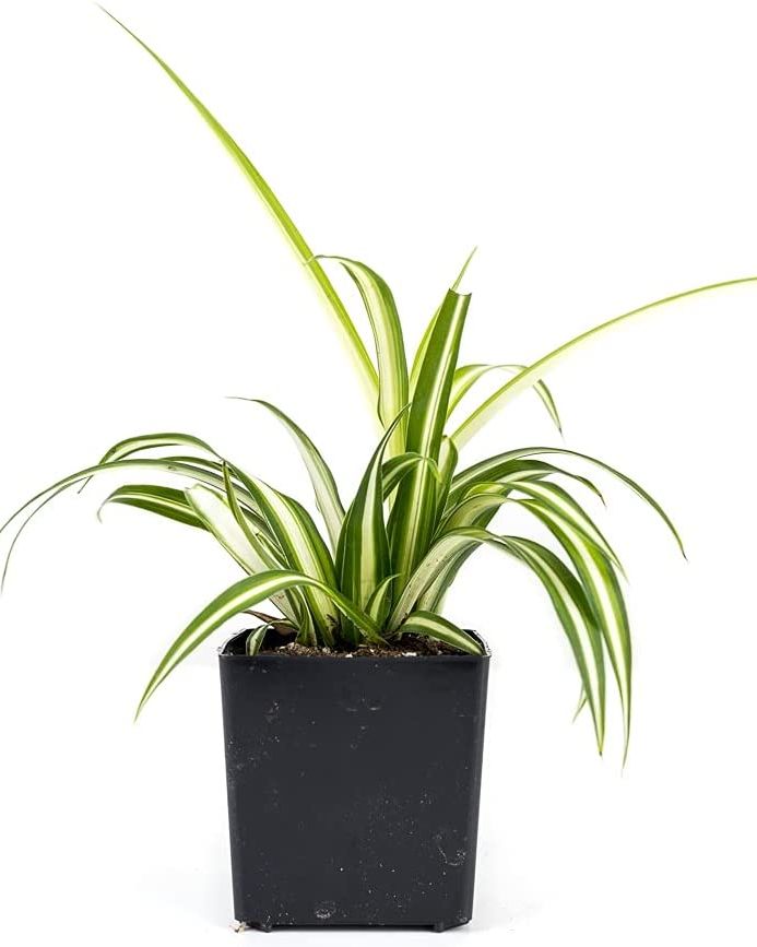 spider plants home plants that help you sleep