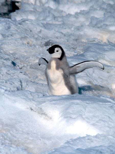 Een keizerpingunbaby op Antarctica wacht met zijn vleugels wijd op zijn volgende maaltijd