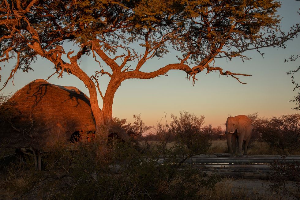 sunset with elephant at camp kalahari in botswana