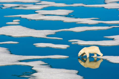 Bij het Noorse Spitsbergen loopt een eenzame ijsbeer over het Arctische pakijs