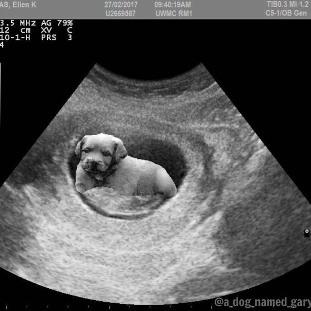 Obstetric ultrasonography, Dog, Canidae, Pug, Dog breed, Sporting Group, Medical imaging, Boerboel, Carnivore, Puppy, 