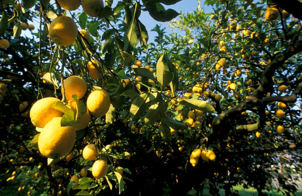 Citrus orchard. Phlegrean Fields. Naples. Campania. Italy