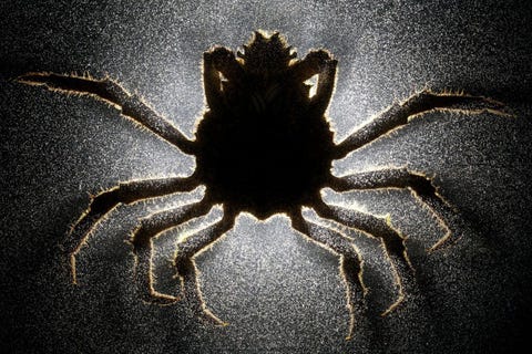 Kijk eens goed Dit is geen gewone mannetjeskrab van de soort Loxorhynchus grandis dit is een zombieschaaldier dat in de greep is geraakt van een parasitaire zeepok Anand Varma heeft zich jarenlang toegelegd op het fotograferen van de wereld van parasieten die het brein van hun gastheer overnemen Een daarvan is deze die zijn macht gebruikt om de buik van de krab te vergroten en zo een geschikte ruimte te creren voor de eitjes van de parasiet