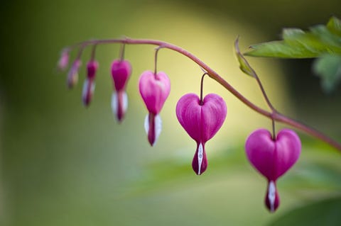 Een aardig aantal planten draagt hartvormige bladeren Maar er zijn ook bloemen die binnen het thema liefde een passend ontwerp hebben Hoewel deze plantensoort qua uiterlijk perfect lijkt te aan te sluiten bij Valentijnsdag doet dat het qua naam niet De Dicentra spectabilis wordt in het Nederlands ook wel het gebroken hartje genoemd