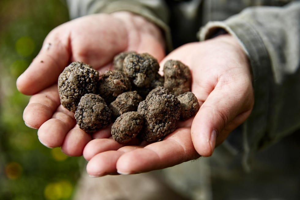 Bezoekers van Novanta kunnen met Nicola en hond Chicca mee op truffeljachtNa een wandeling van twee uur laat Nicola vol trots de buit zien vijftien stuks De kleintjes heeft Chicca vast opgegeten lacht hij Dat moet ik haar nog leren Voor de rest is ze fantastisch