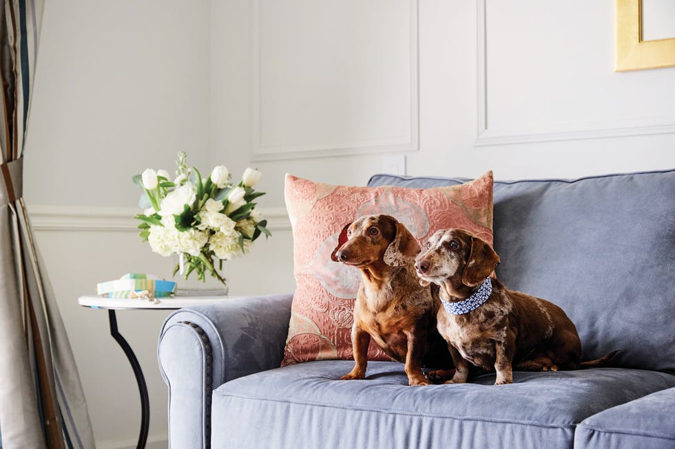 The Charleston Place Two dachshunds sitting on a couch with a bouquet of flowers in the background. The Charleston Place Two dachshunds sitting on a couch with a bouquet of flowers in the background.