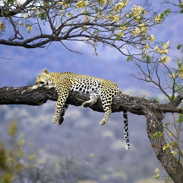 Een luipaard ligt te slapen in een boom van het nationaal park Kruger