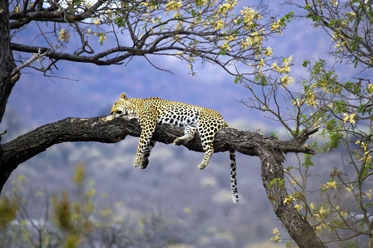 Een luipaard ligt te slapen in een boom van het nationaal park Kruger