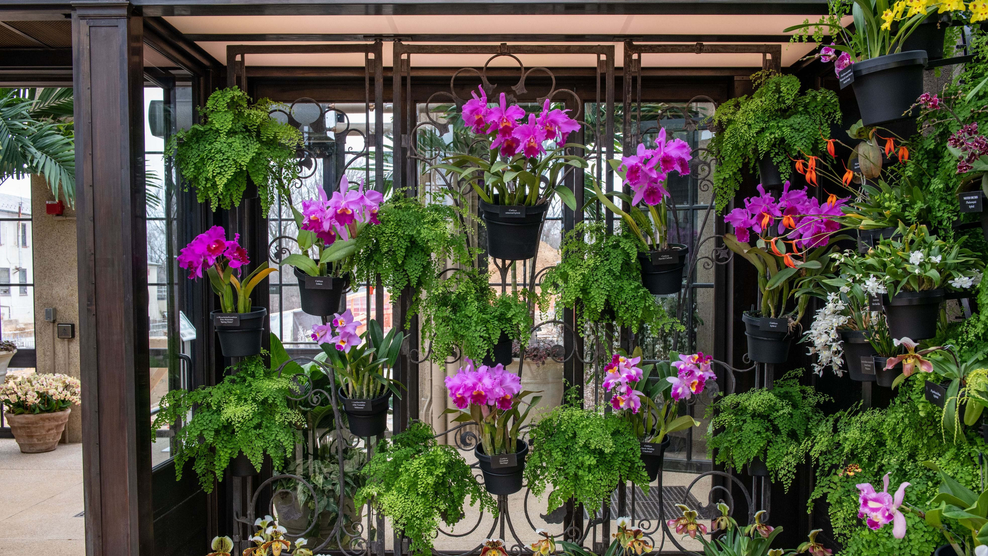 Longwood Gardens Unveils a Newly Restored Orchid House, Which