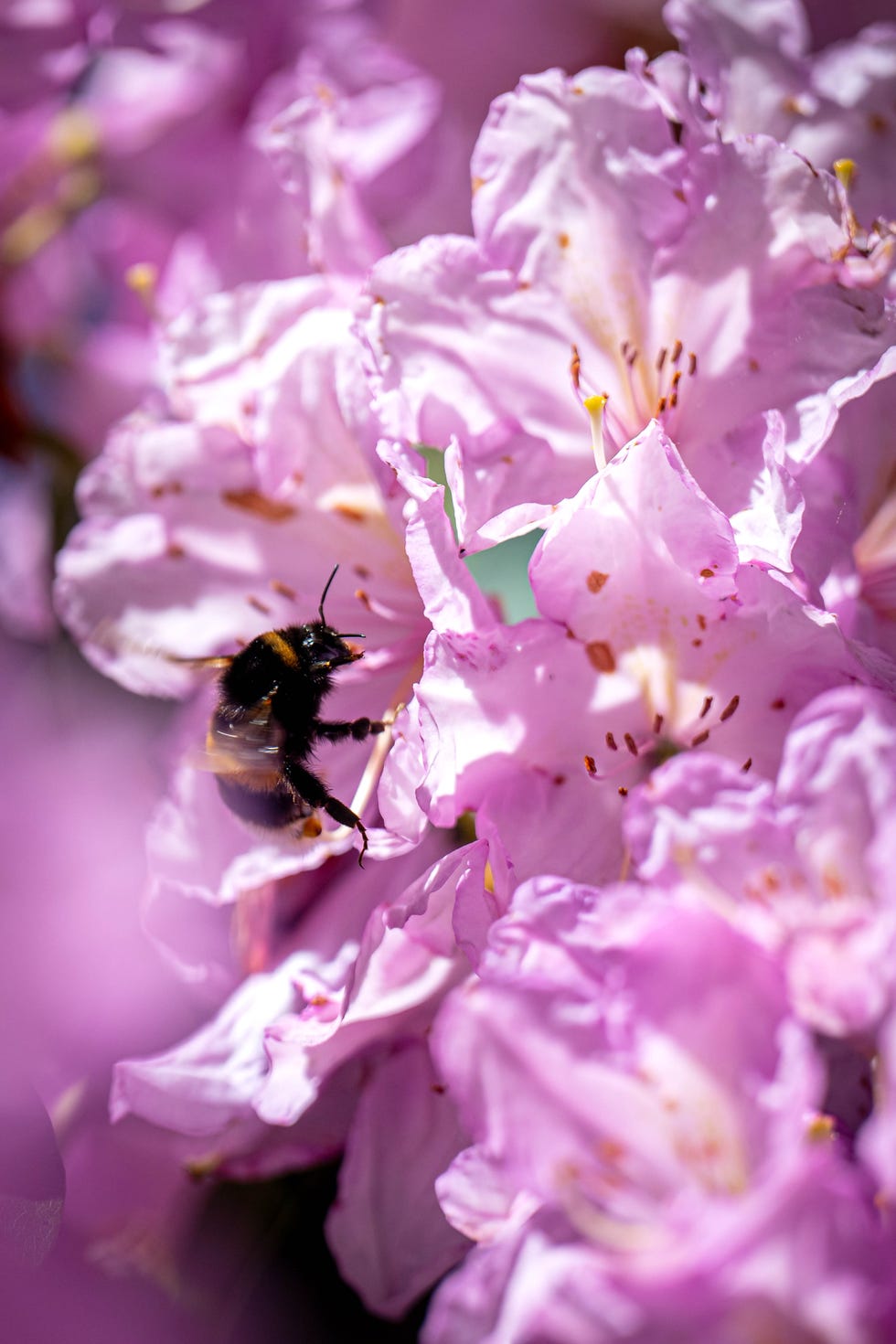 Early bloom in the Rhododendron Park