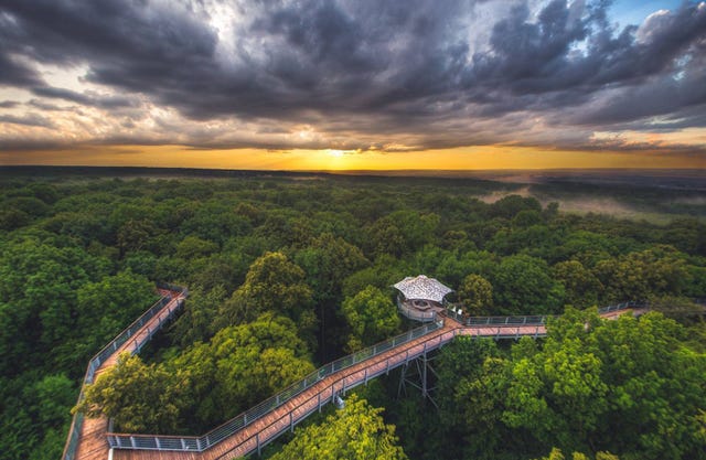 Het boomkronenpad in nationaal park Hainich
