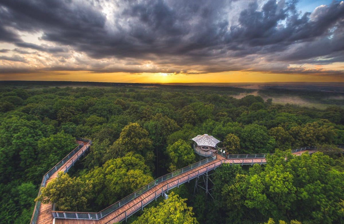 Het boomkronenpad in nationaal park Hainich