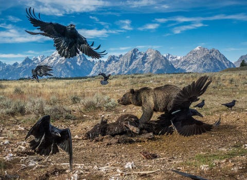 Het was link om in de twintigste eeuw een grizzlybeer te zijn Door de jacht en verdwijning van hun leefgebied waren in de jaren zestig nog maar zon zeshonderd dieren over Maar toen de Amerikaanse wet op de dierenbescherming zijn intrede deed ging het weer de betere kant op Rond 2010 waren er alleen al in de regio Yellowstone bijna duizend grizzlyberen waaronder dit dier dat door Charlie Hamilton James werd vastgelegd terwijl het zich tegoed deed aan een kadaver van een bizon in Grand Teton National Park