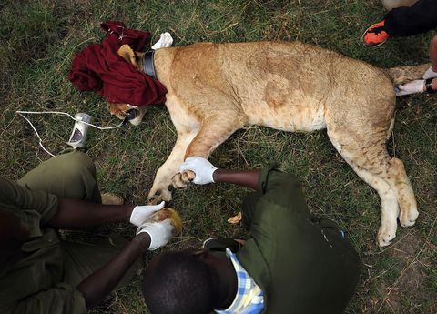 De leeuwin wordt goed onderzocht op verdere verwondingen en ziekten Daarnaast krijgt ze een halsband met radiozender zodat de rangers  haar kunnen monitoren
