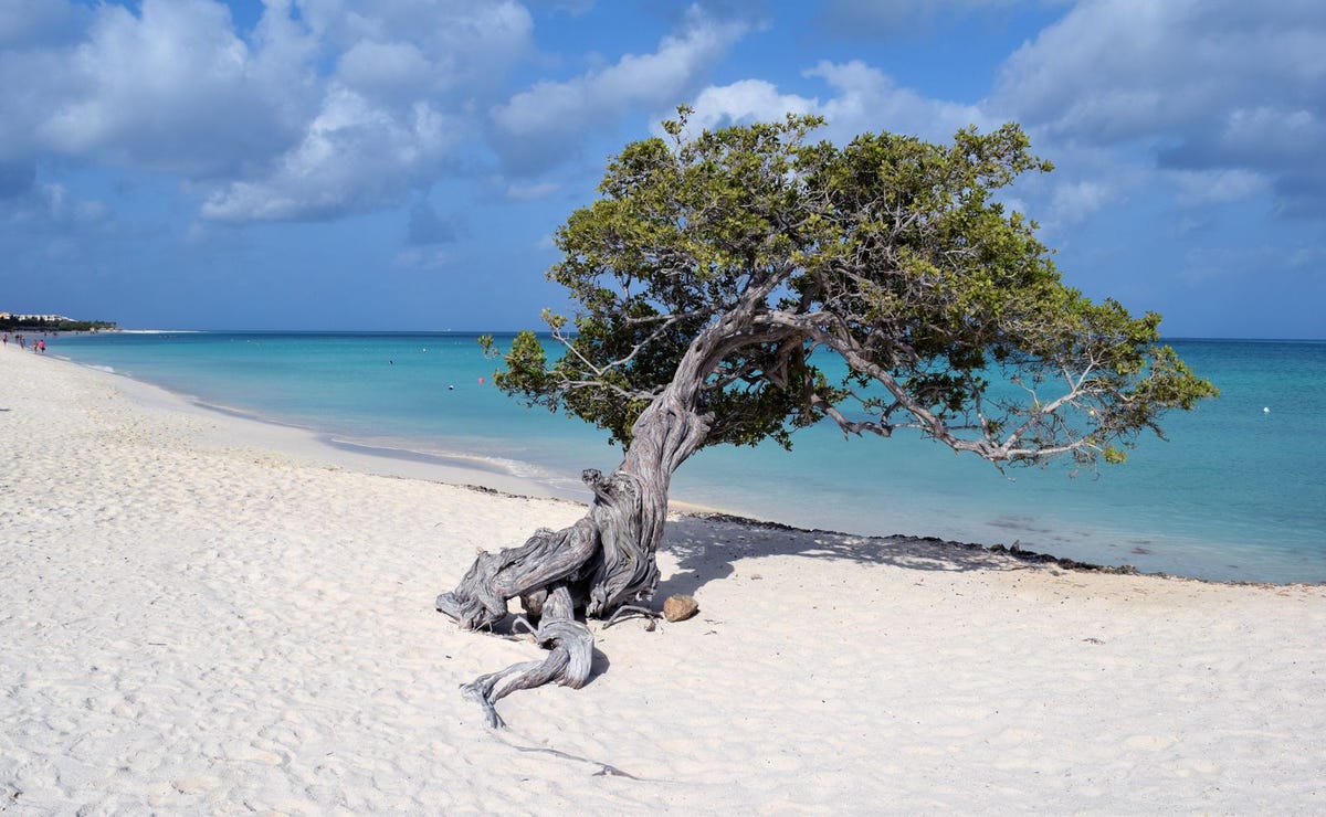 Een van de beroemde fofotibomen op Eagle Beach
