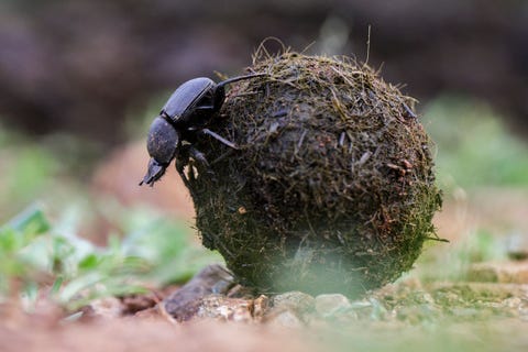 Een groot verschil met een autosafariis dat er tijdens de rangercursus veel aandacht is voor planten en kleinere dieren zoals slangen mestkevers en andere insecten Zo komt er ter sprake welke planten je wel of niet kunt eten aanraken of gebruiken voor een kampvuur Tambotibomen het favoriete voedsel van de zwarte neushoorn die hier leeft bevatten bijvoorbeeld een melkachtige substantie die giftig is voor mensen Het kan niet alleen de ogen en de huid irriteren maar zelfs de longen schaden als je het hout van deze bomen verbrandt en de rook inademt aldus Picket