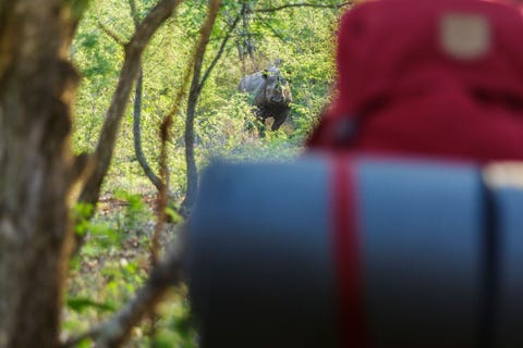 Tijdens de survival tracking komt de groepoog in oog te staan met een zwarte neushoorn Het is een jonge volgroeide stier met een gigantische scherpe hoorn Bijzonder aangezien de meeste neushoorns in Somkhanda ontdaan zijn van hun hoorn om stroperij tegen te gaan Deze spannende ontmoeting wordt uitgebreid beschreven in de reportage
