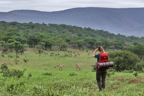 Op de derde dag in de wildernis wordt de groep getrakteerd op een ontmoeting met een groep giraffes op een open vlakte Hoewel iedereen zowel fysiek als mentaaluitgeput is geeft dit moment weer nieuwe energie om de laatste kilometers richting het kamp af te leggen