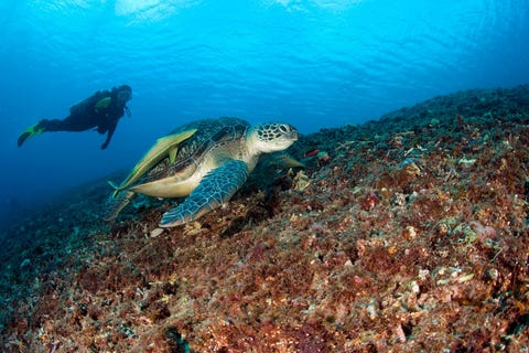 Gili Meno is het middelste eiland van de eilandengroep Dit is het kleinste en ook rustigste van de Gilieilanden Rond het hele eiland ligt een zandstrand waar gezwommen kan worden Een bijzondere attractie op dit eiland is het schildpadreservaat waar jonge dieren worden beschermd tot ze volwassen zijn Wie rond dit eiland snorkelt komt daardoor gegarandeerd schildpadden tegen