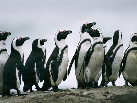 In tegenstelling tot het algemene beeld van pinguns als ijsbewoners leven zwartvoetpinguns in het gematigde klimaat van het zuidwesten van Afrika In het Engels heten ze jackass penguins een naam die ze te danken hebben aan hun harde roep die lijkt op het gebalk van een ezel