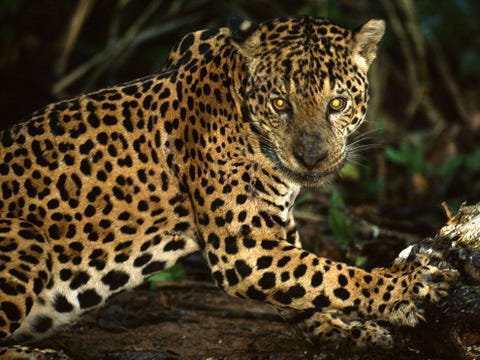 Jaguars zijn de grootste katten van ZuidAmerika en kwamen ooit in de hele Nieuwe Wereld voor Tegenwoordig leven ze alleen nog in een paar afgelegen gebieden