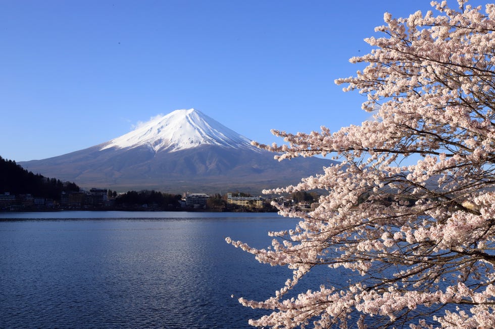Cerisiers en fleurs et Mont Fuji