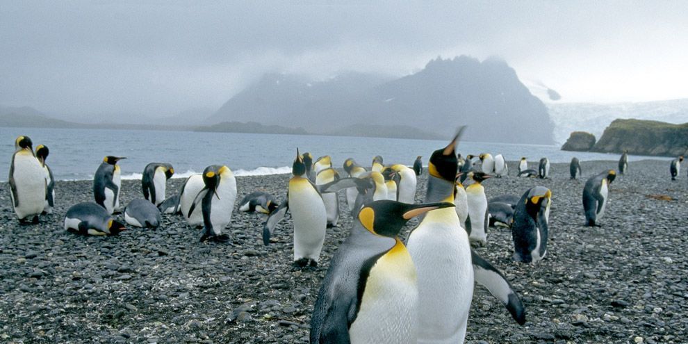 Koningspinguns leven op de eilanden ten noorden van Antarctica waar de omstandigheden iets gematigder zijn Hoewel het in hun leefgebied warmer is dan in dat van keizerpinguns hebben koningspinguns vier lagen met veren en kruipen ze bij elkaar voor warmte