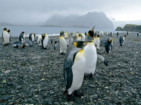 Koningspinguns leven op de eilanden ten noorden van Antarctica waar de omstandigheden iets gematigder zijn Hoewel het in hun leefgebied warmer is dan in dat van keizerpinguns hebben koningspinguns vier lagen met veren en kruipen ze bij elkaar voor warmte