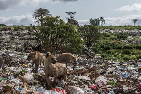 Op een vuilstortplaats in Harar Ethiopi graven hyenas naar voedselresten