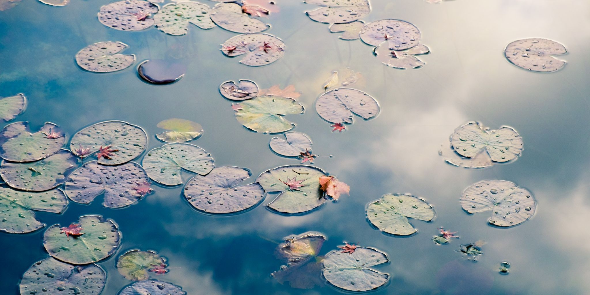 Blue, Water, Reflection, Sky, Organism, Cloud, Design, water lily, Pond, World, 
