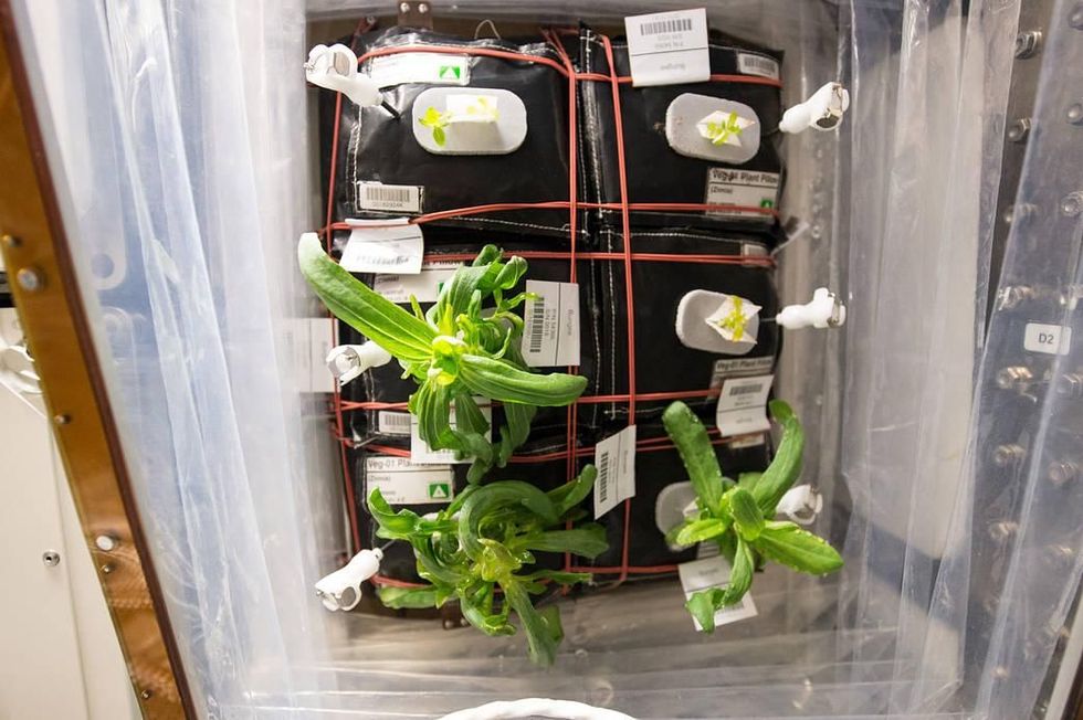 Zinnias ontspruiten in de Veggieruimte van het ISS als onderdeel van het onderzoek VEG01 In de goedkope kas worden planten geteeld met behulp van lichtbatterijen en kussens met voedingsstoffen voor de wortels